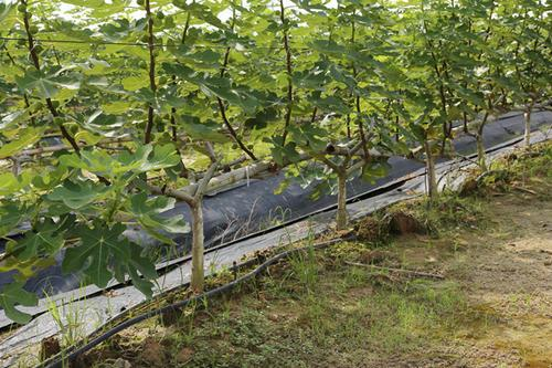 JDB����(�й���)���ٷ���վ