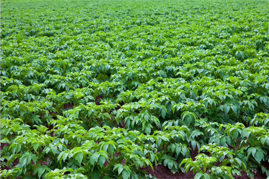 JDB����(�й���)���ٷ���վ